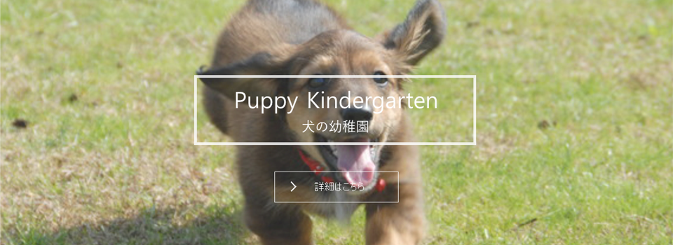 犬の幼稚園