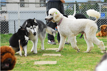 犬の画像