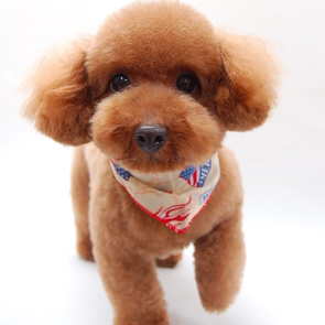犬の画像