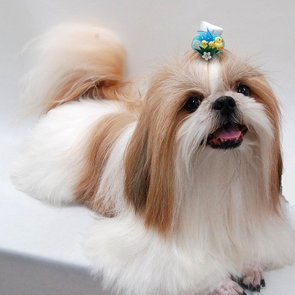 犬の画像