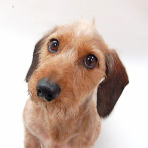 犬の画像