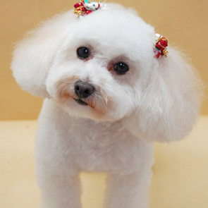 犬の画像
