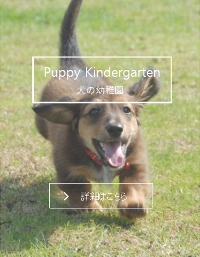 犬の幼稚園